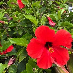 Meet your Posher, Lori